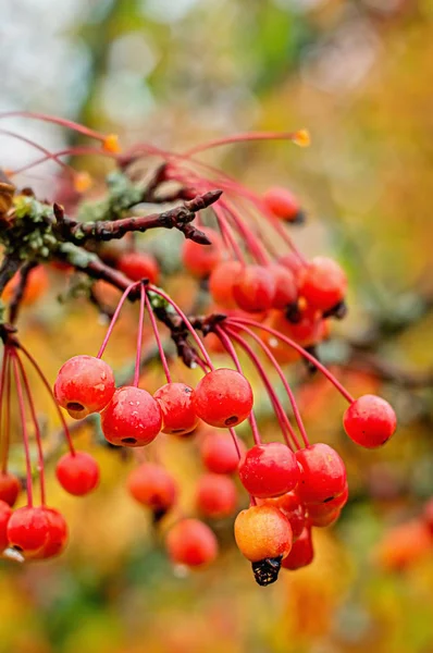 Aplles of paradise after rain in autumn — Stock Photo, Image