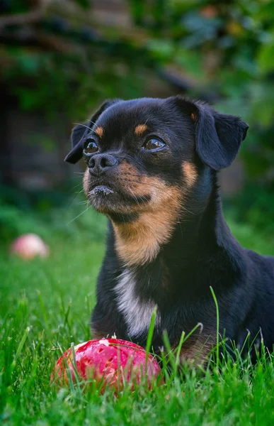 Retrato de un perrito con una manzana madura — Foto de Stock