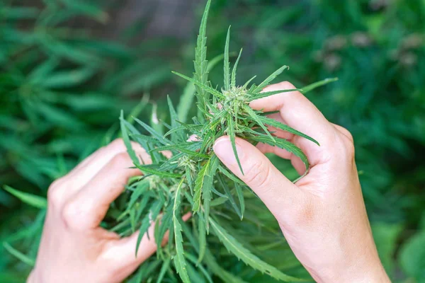 Las manos de la mujer recogiendo la parte superior de cáñamo verde — Foto de Stock