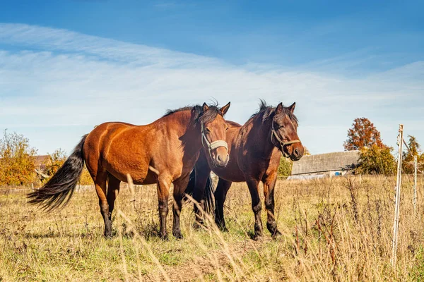 Deux chevaux sur une herbe d'automne — Photo