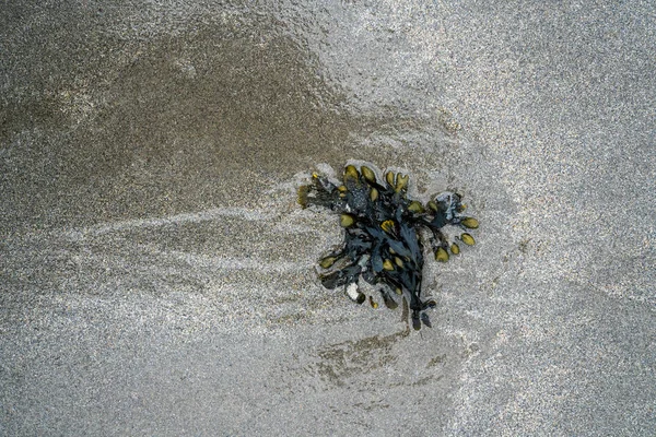 Sea plant on a wet gray sand — Stock fotografie