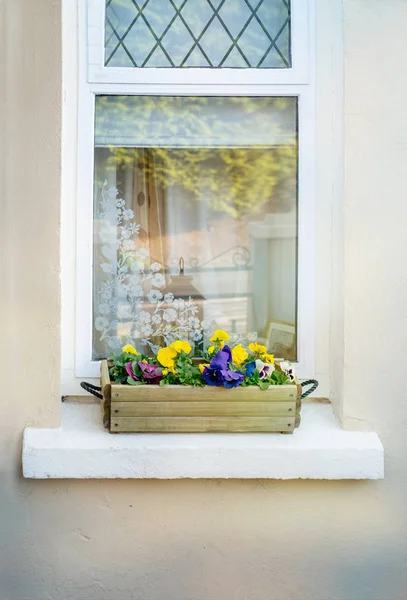 Viola bloemen in houten bloempot op een witte vensterbank — Stockfoto