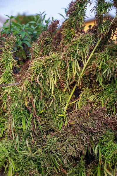 Ramas de plantas de cáñamo en otoño . — Foto de Stock