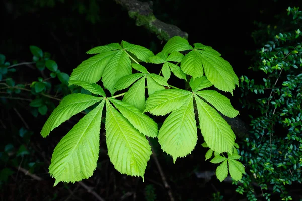 Árvore Conker folhas na primavera em um fundo escuro — Fotografia de Stock