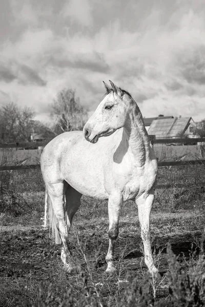 Caballo blanco sobre una hierba de otoño — Foto de Stock