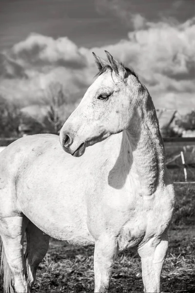 Wit paard op een herfstgras — Stockfoto