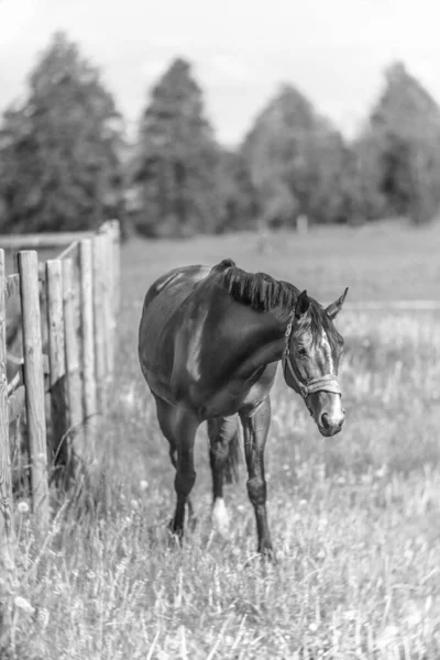 Belo Cavalo Prado Fazenda Primavera Preto Branco — Fotografia de Stock