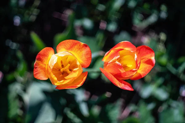Весной Цветут Два Тюльпана Закрывай Вид Сверху — стоковое фото