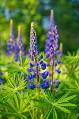 Lupine baharda sabah ışığında çiçek açar. Kapat..
