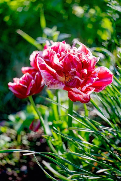 Flores Tulipa Coloridas Luz Manhã Primavera Fechar — Fotografia de Stock