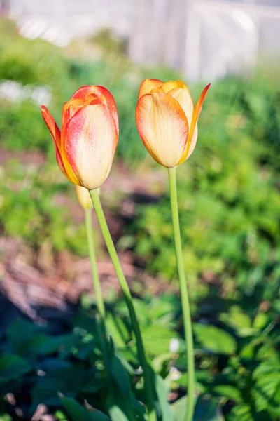 Два Цветных Цветка Тюльпана Весной Закрыть — стоковое фото