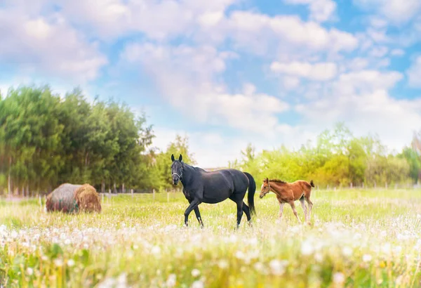 Cheval Noir Femelle Avec Poulain Dans Prairie Été — Photo