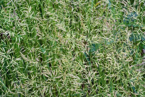 Close View Bent Grass Summer Background — Stock Photo, Image