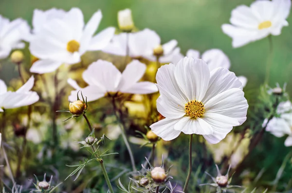 Biały Kosmos Kwiaty Ogrodzie Widok Bliski — Zdjęcie stockowe