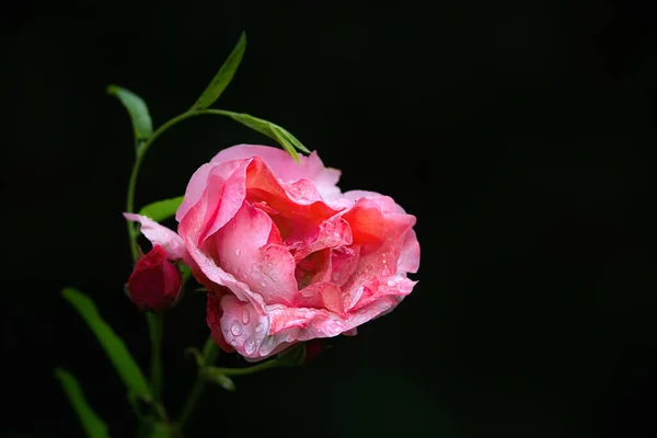 Siyah Arkaplanda Yağmur Damlaları Olan Kalp Şeklinde Pembe Bir Gül — Stok fotoğraf