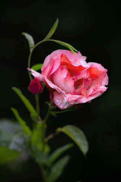 Herzförmige Rosa Rose Mit Regentropfen Auf Schwarzem Hintergrund Nahaufnahme — Stockfoto