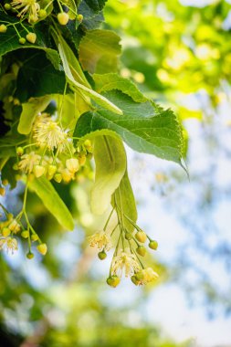 Linden ağacı yazın çiçek açar. Kapat..