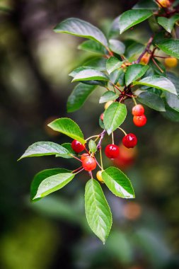 Yazın yağmurdan sonra kiraz ağacı dalında böğürtlen. Yakın görünüm.