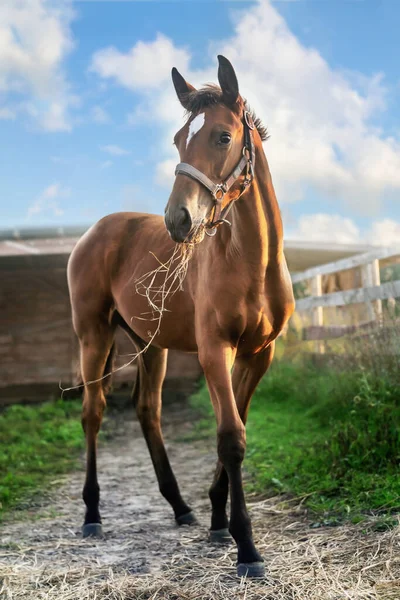 Belo Cavalo Jovem Quintal Fazenda — Fotografia de Stock