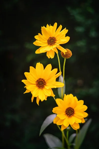 Tres Flores Heliopsis Florecen Otoño Vista Cercana — Foto de Stock