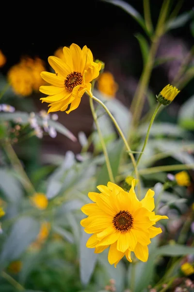 Jesienią Kwitną Dwa Kwiaty Heliopsis Widok Bliski — Zdjęcie stockowe