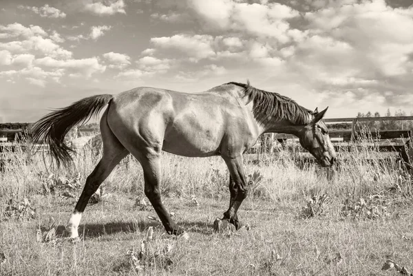 Piękny Brązowy Koń Jesiennej Trawie Gospodarstwie — Zdjęcie stockowe