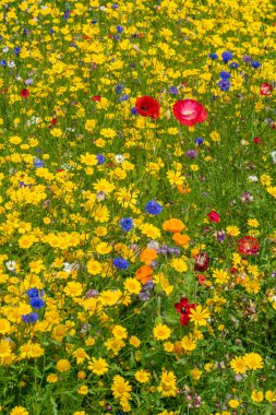 Yazın çayırlarda çeşitli yabani çiçekler uçuşuyor.