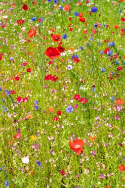 Yazın çayırlarda çeşitli yabani çiçekler uçuşuyor.