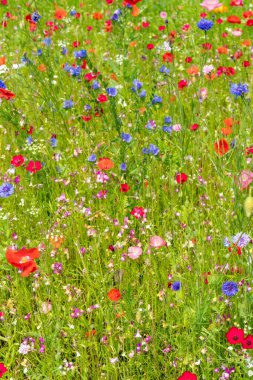 Yazın çayırlarda çeşitli yabani çiçekler uçuşuyor.