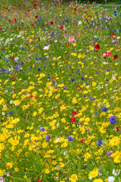 Різні Дикі Квіти Цвітуть Лузі Влітку — стокове фото