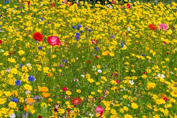 Různé Divoké Květy Kvetou Louce Létě — Stock fotografie