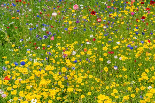 Летом Лугу Цветут Разнообразные Дикие Цветы — стоковое фото