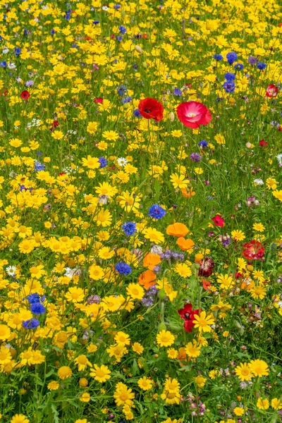 Różne Dzikie Kwiaty Kwitną Łące Latem — Zdjęcie stockowe