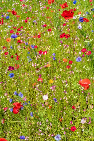 Olika Vilda Blommor Blommar Ängen Sommaren — Stockfoto