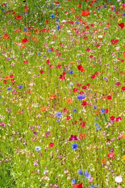 Olika Vilda Blommor Blommar Ängen Sommaren — Stockfoto