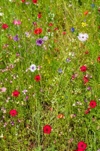 Olika Vilda Blommor Blommar Ängen Sommaren — Stockfoto