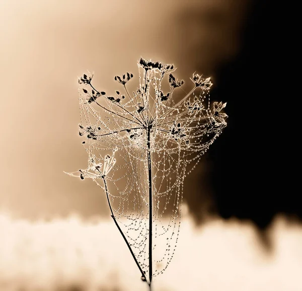 Planta Seca Con Gotas Rocío Una Telaraña Sepia Fotos De Stock Sin Royalties Gratis