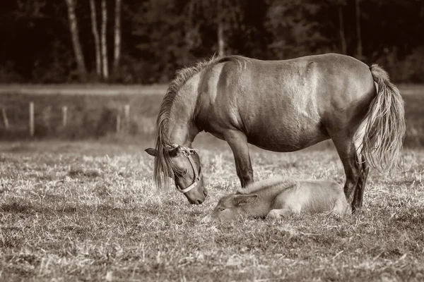 Potro Mula Com Égua Relva Uma Mula Prole Burro Macho — Fotografia de Stock