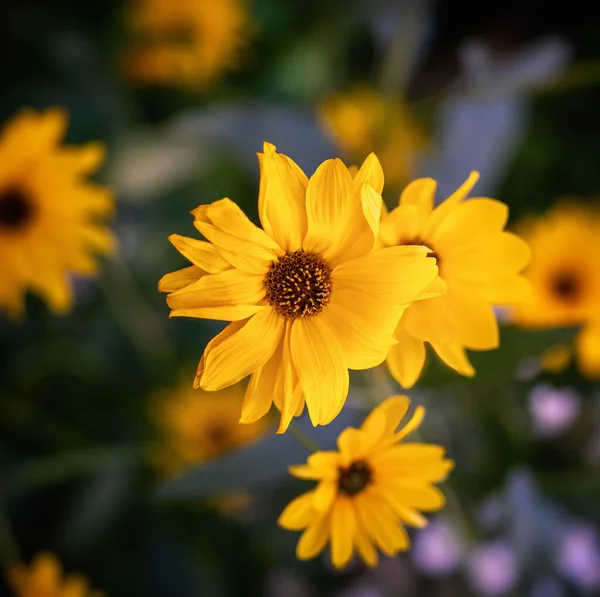 Heliopsis Bloosom Genere Piante Erbacee Fiore Della Famiglia Dei Girasoli — Foto Stock