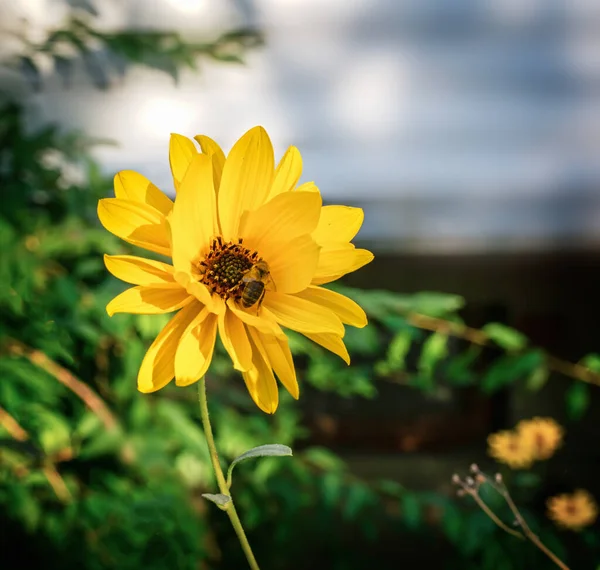 Heliopsis Bloosom Género Plantas Herbáceas Con Flores Familia Los Girasoles — Foto de Stock