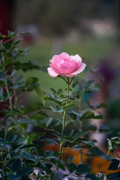 Beautiful Pink Rose Blossom Close View — Stock Photo, Image