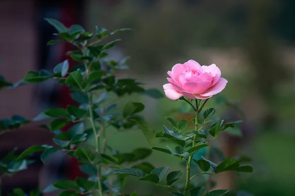 Прекрасный Розовый Цветок Close View — стоковое фото