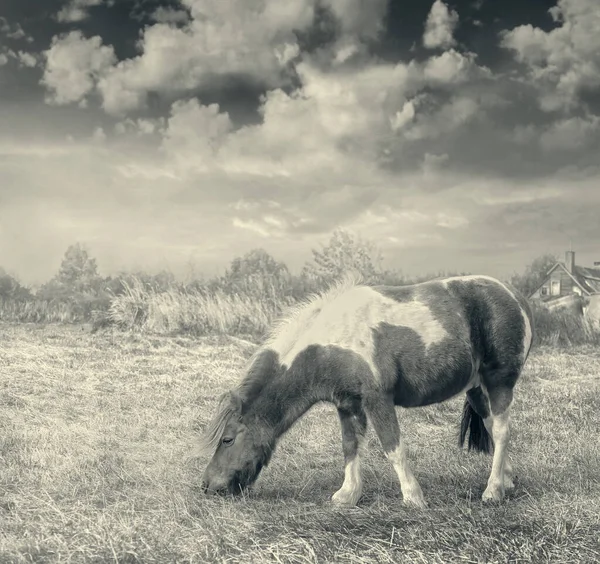 Cheval Poney Sur Herbe Automne Sepia — Photo