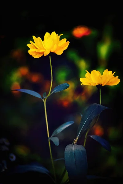 Twee Heliopsis Bloeit Donkere Achtergrond Dichtbij — Stockfoto