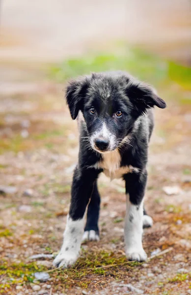 庭の3ヶ月ボーダーコリー子犬の肖像画 — ストック写真