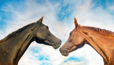 Arka planda iki at resmi var..