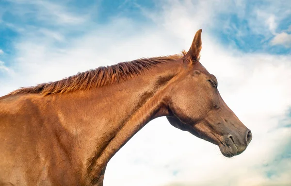 Vacker Häst Porträtt Himlen Bakgrund — Stockfoto