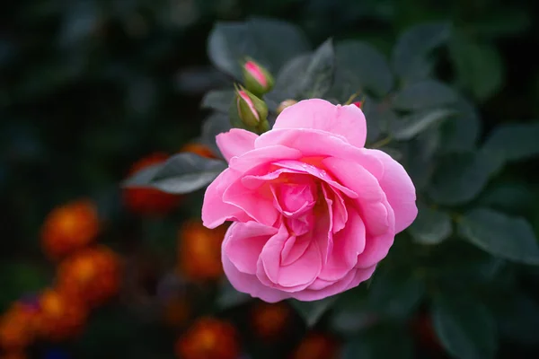 Koyu Bir Arka Planda Pembe Gül Çiçeği Kapat — Stok fotoğraf