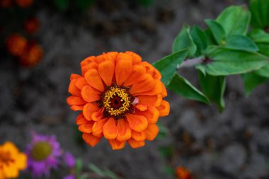 Turuncu Zinnia çiçeği. Kapat.