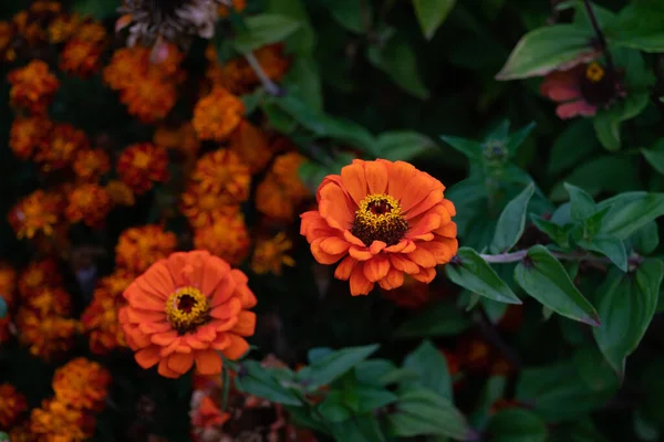 Orange Zinnia Flower Blossom Close — Stock Photo, Image